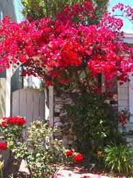 See more ideas about bougainvillea, bougainvillea trellis, outdoor gardens. Diy Curb Appeal Create A Welcoming Botanical Archway Homejelly