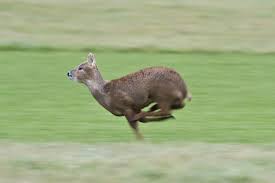 The 27 Most Weird Animals On Earth Captured On Camera Water Deer Wild Animals Photography Animals