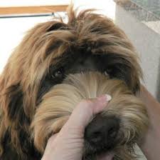 How to groom a goldendoodle (with pictures). Grooming Fleece And Curly Faces Of Labradoodles Labradoodle Grooming Goldendoodle Grooming Australian Labradoodle Grooming