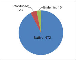 Image result for Disa ochrostachya