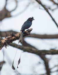 Bird With Brown Head And Black Body Uk Brown Body Long Brown Tail Black Head Bird In Kerala Kaadu Muzhakki Brown Bodies Bird Kerala