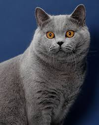 The british is a fiercely loyal, loving the british shorthair is a thick, muscular cat so her nutrition must be carefully controlled. British Shorthair Breed