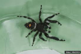 Dont Panic Over Brown Recluse Spiders In Michigan Landscaping