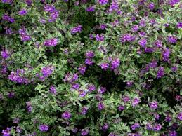 Image result for Laportea ovalifolia