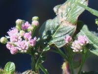 Image result for Ethulia