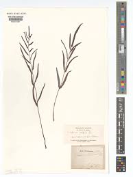 Image result for Lindsaea ensifolia