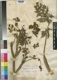 Image result for Afrosciadium