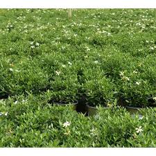 Image result for Gardenia subacaulis