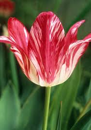 20 bulbs or 40 bulbs. Zomerschoon Tulip 1620 Oldhousegardens Com Oldest Of The Broken Tulip Breeds For Sale Here 18 Each Bulb Flowers Tulips Tulip Bulbs