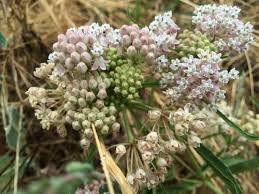 Image result for Asclepias foliosa