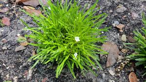 Image result for Blotiella sinuata