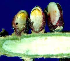 Image result for Apodanthaceae