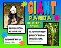 Make A Science Fair Project About Giant Pandas Animal Science Poster Ideas For Kids Science Poster Science Fair Projects Animal Science