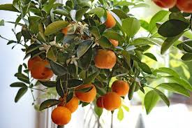 Clementinier Plantation Entretien Taille Et Recolte
