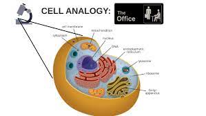 The nucleus also produces the in animal cells it usually takes a spherical shape if there is enough room within the cell. Cell Analogy The Office By Yami Urias