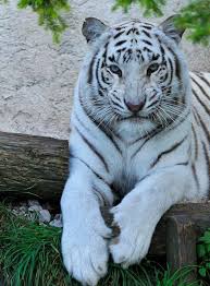 Ketika mengucapkan namanya, anda akan merasakan kesan manis mimi terdengar lucu di telinga anda, bukan? Karim On Twitter Animals Beautiful Tiger Pictures Animals