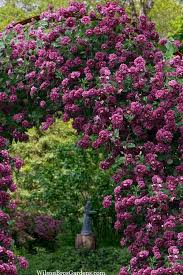 Image result for Clematis pulchra