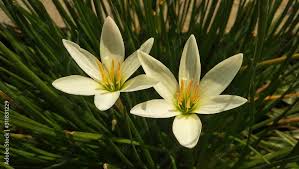Image result for Zephyranthes minuta