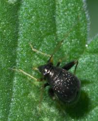 Image result for Microcharis spathulata