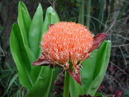 Image result for Scadoxus