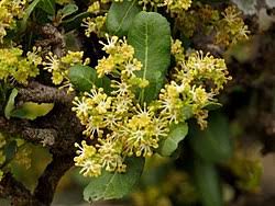 Image result for Pappea capensis