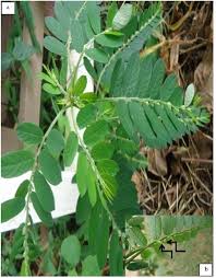 Image result for Phyllanthus beillei