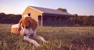 We did some business with the basques as well, frozen to the core. Dog Owner Guide To Euthanasia What To Expect When Saying Goodbye