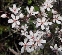 Image result for Englerophytum natalense