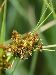 Image result for Cladium mariscus