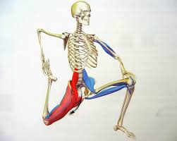 Other pelvic muscles, such as the psoas major and iliacus, serve as flexors of the trunk and thigh at the hip joint and. The 30 Second Fix For Tight Hip Flexors Yuri Elkaim Muscle Stretches Psoas Muscle Tight Hip Flexors
