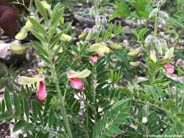 Image result for Tephrosia polystachya