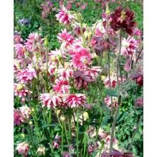 Image result for Aquilegia vulgaris `Nora Barlow`