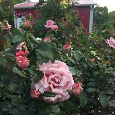 Memorial day became a federal holiday in 1971, during the presidency of richard nixon, who rose to the rank of commander in the u.s. How To Plant A Memory Rose Garden Gaga S Garden