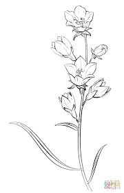 Wildflower Drawing Larkspur For Free Download Larkspur Drawing Flower Drawing Wildflower Drawing Larkspur Flower The password to larkspur lane is the tenth volume in the nancy drew mystery stories series. wildflower drawing larkspur for free