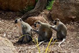 Pin On Cute Animals From Around The World