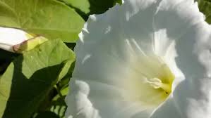 Image result for Ipomoea stolonifera