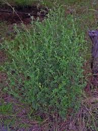 Image result for Stylosanthes fruticosa