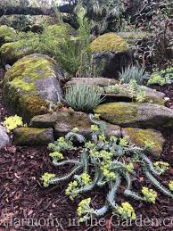 Harmony In The Garden With Rebecca Sweet Designer Speaker Author Recent Blog Posts A Side Yard Makeover Plus A Huge Giveaway In 2020 Euphorbia Garden Design Garden