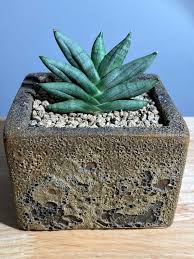 Image result for Sansevieria nilotica