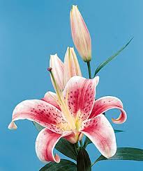 Join our community of happy customers in austin by ordering and supporting your local florist, flowers flowers inc. Oriental Lily Lilium Spp Oriental Types Calyx Flowers Inc