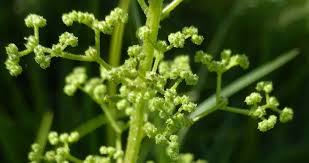 Image result for Dysphania schraderiana