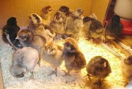 Find livestock locally for sale or adoption in new brunswick : Ameraucana Chickens Sercadia