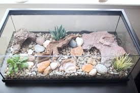 Pin On Leopard Gecko