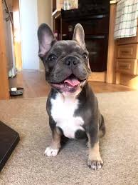 sahibine bagli kopek kopek bulldog yavru kopek