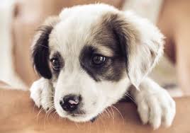 We provide low cost pet vaccinations and pet health care needs at affordable prices Immune Tolerance Autoimmune Disease Affordable Pet Clinic In Houston Tx