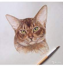 koshka abissinskaya akvarel akvarel bumaga abissinskij kot risunok oformlen v kvadratnuyu beluyu ramu so steklom 500 rub koshki illyustracii koshek akvarel