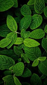 Check spelling or type a new query. Plant Phone Wallpaper 1080x1920 025