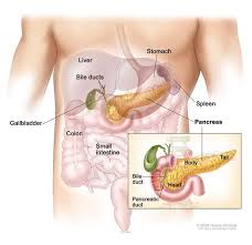 Pin On Pancreatic Cancer