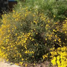 Image result for Vangueria proschii