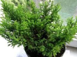 Anfragen stop!!!nachmieterin für 1 zimmer. Die Struktur Von Zypressen Beschreibung Von Sorten Und Arten Von Zypressenbaumen